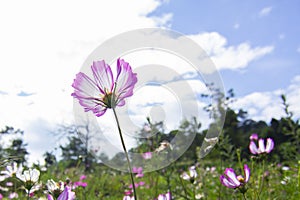 Clear skies and Cosmos bipinnata photo