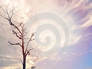 Clear sky background bright sunlight with tree dry branches