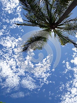 Clear sky and coconuttree