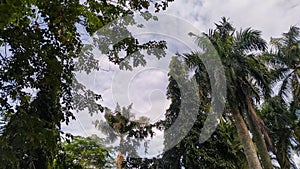 clear sky and dense trees