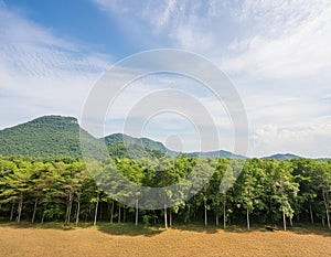 Clear sky by mountain and extensive tree forest photo