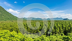 Clear sky by mountain and extensive tree forest photo