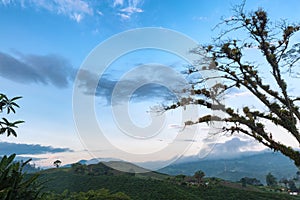 Clear sky over coffee plants photo