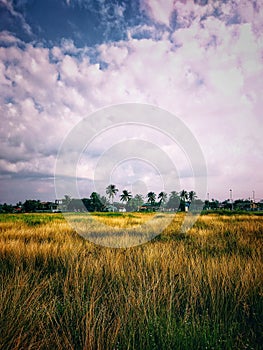 clear sky sunny day in the field of gold