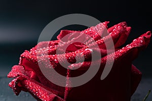 Clear small droplets of water on a bright red rose in a studio on a gray background with white light