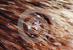 Clear snowflake lying on the fur hairs