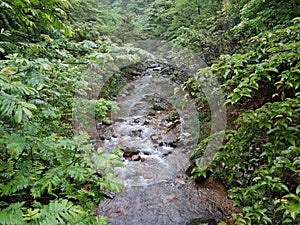 The clear stream