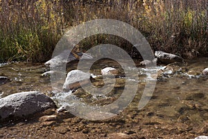 Clear Stream near Highway 141 in Western Colorado