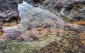 Clear tidal pool with sea life