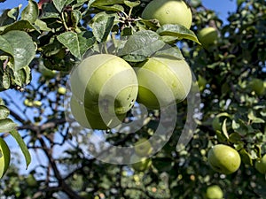 Clear transparent raindrops on apples hanging on a tree branch