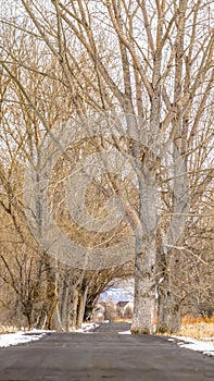 Clear Vertical Paved road amid a snowy terrain with tall leafless hibernating trees in winter