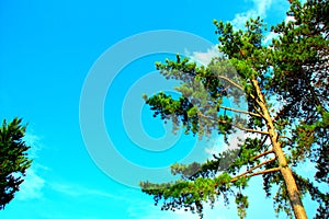 View from Monte San Martino at pine trees, branches, trunks, sky, clouds