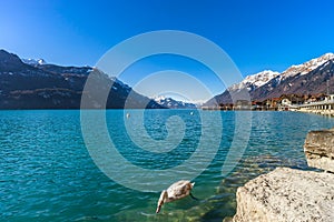 Clear water in Brienz lake, winter day