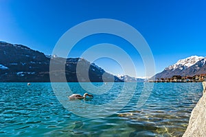 Clear water in Brienz lake, winter day