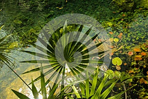 Clear water cenote located in Mexico with a palm tree