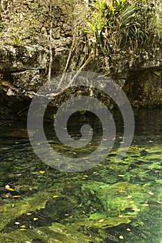 Clear water cenote located scene with trees and leafs