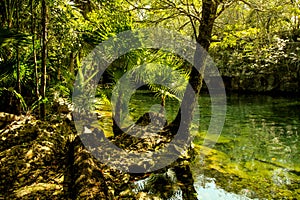 Clear water cenote located scene with trees and leafs