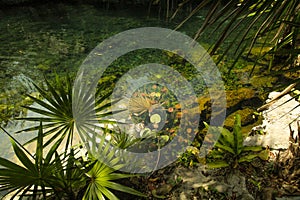 Clear water cenote located in Yucatan,Mexico, with trees and leafs