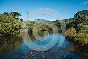 Clear water on a creek running through forest