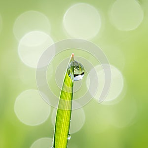 Water drop shines on green grass tip