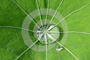 Clear water droplets on bright green leaf
