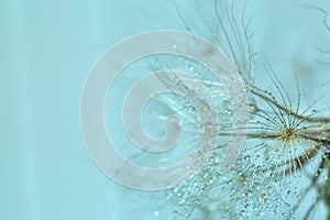 Clear water drops on a dandelion. Drops of water on a dandelion parachute on a beautiful blue background