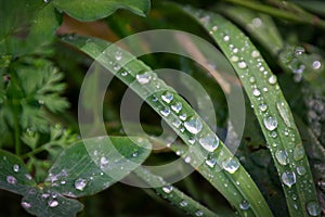 Clear water drops of morning dew on the green fresh grass