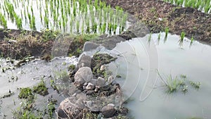 Clear water flows in the rice fields between young rice plants and the water passes through a channel with stones