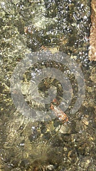 Clear water flows in the rice fields between young rice plants and the water passes through a channel with stones