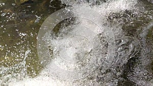 Clear water flows in the rice fields between young rice plants and the water passes through a channel with stones