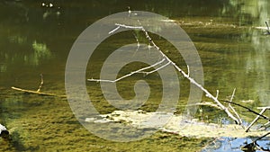 Clear water of a forest lake with green algae on the bottom and a protruding snag. Movement of the camera from the bottom up. The