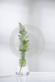 clear water in glass flask and vial with natural green leave.