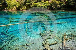 Clear water at Jiuzhaigou National Park ï¼Œsicuan china.