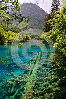 Clear water, mountains and forest at Jiuzhaigou National Park ï¼Œsicuan china.