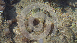 Clear water near shore - Limni beach in Corfu, Greece, small fish visible resting on sea floor, detail view from above surface