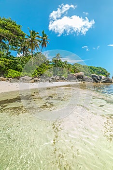 Clear water and palm trees in Anse Royale beach