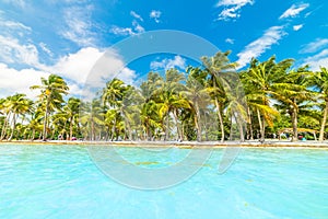 Clear water and palm trees by the shore in Bois Jolan beach in Guadeloupe