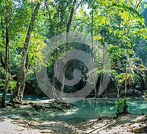 Clear water shows tree roots of 3 trees in the dense forest of Erawan National park in Thailand