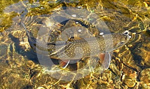 Clear Water Trout photo