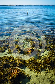 Clear waters, Aarhus Bay, Denmark