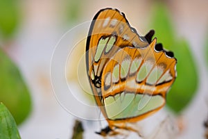 Clear wing butterfly or Greta oto photo