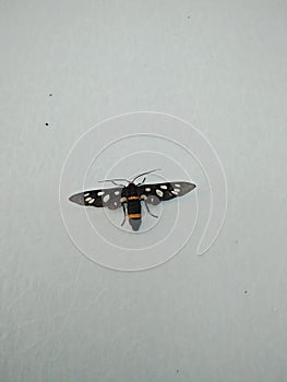 Clear-winged tiger moth amata polymita