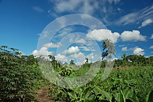 Clearance of rainforest in Amazonia.