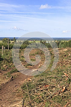 Clearcut area