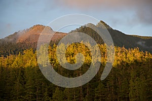 Clearcut area on mountain top seen through fog in evening, Nuchatlitz Provincial Park