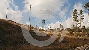 Clearcut Forest with few Pine trees left, Modern Forestry in Sweden, Pan shot