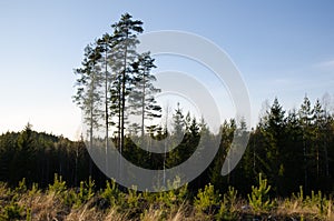 Clearcut forest with pine tree plants