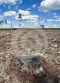 Clearcut forest in Sweden