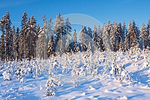 Clearcut forest in winter covered with snow