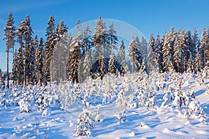 Clearcut forest in winter covered with snow